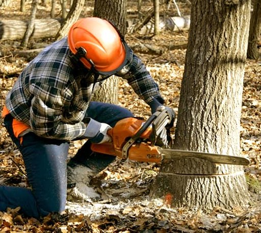 Tree Removal in Fenwick, MI